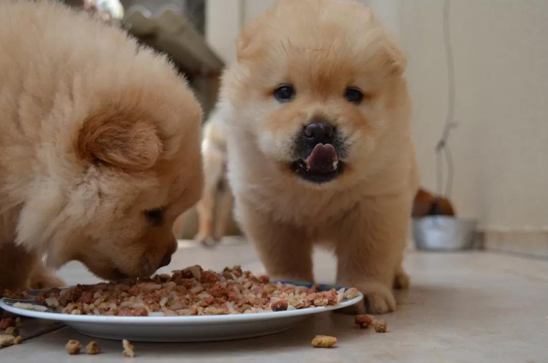 狗狗长期吃人吃的食物对身体好吗?